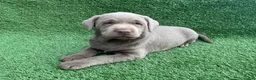 Labrador Retriever dogs for sale: Oliver  - Ad 4