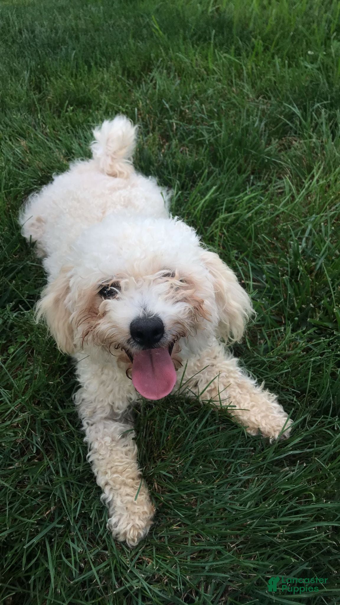 Maltipoo dogs for sale: Maltipoo Puppy 2 - Ad 3