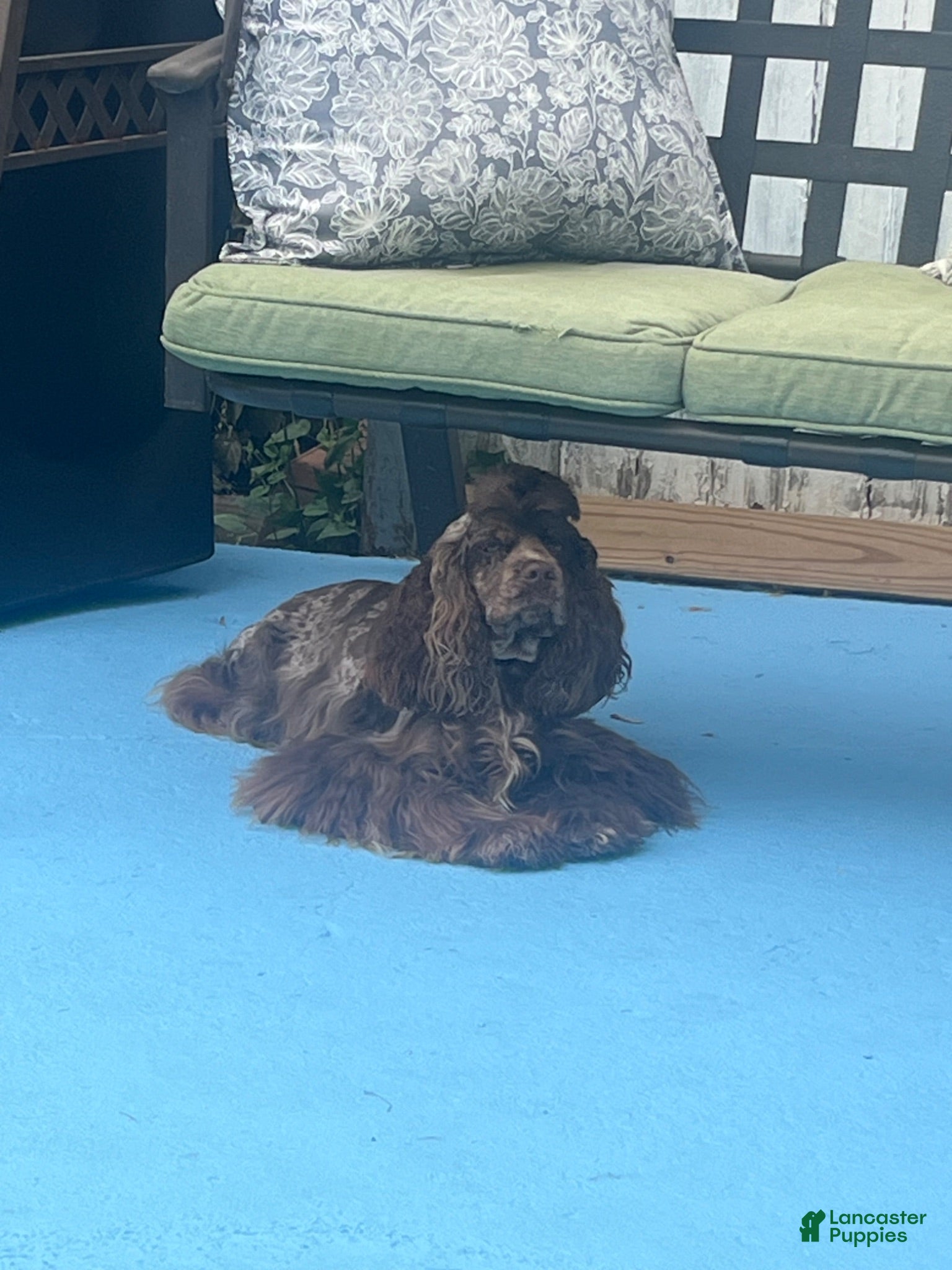 Cocker Spaniel dogs Cocker Spaniel 1 - Ad 2