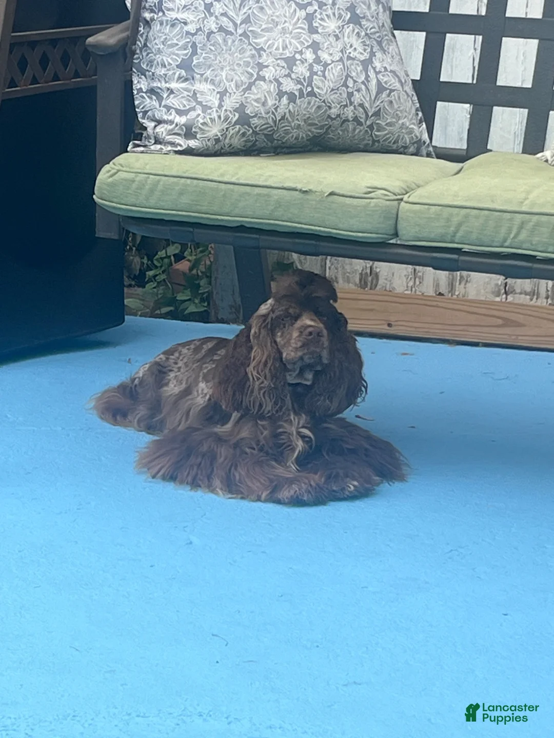 Cocker Spaniel dogs for sale: Cocker Spaniel 1 - Ad 2