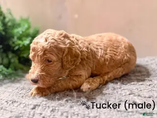 Goldendoodle dogs Goldendoodle Puppy 1 - Ad 41