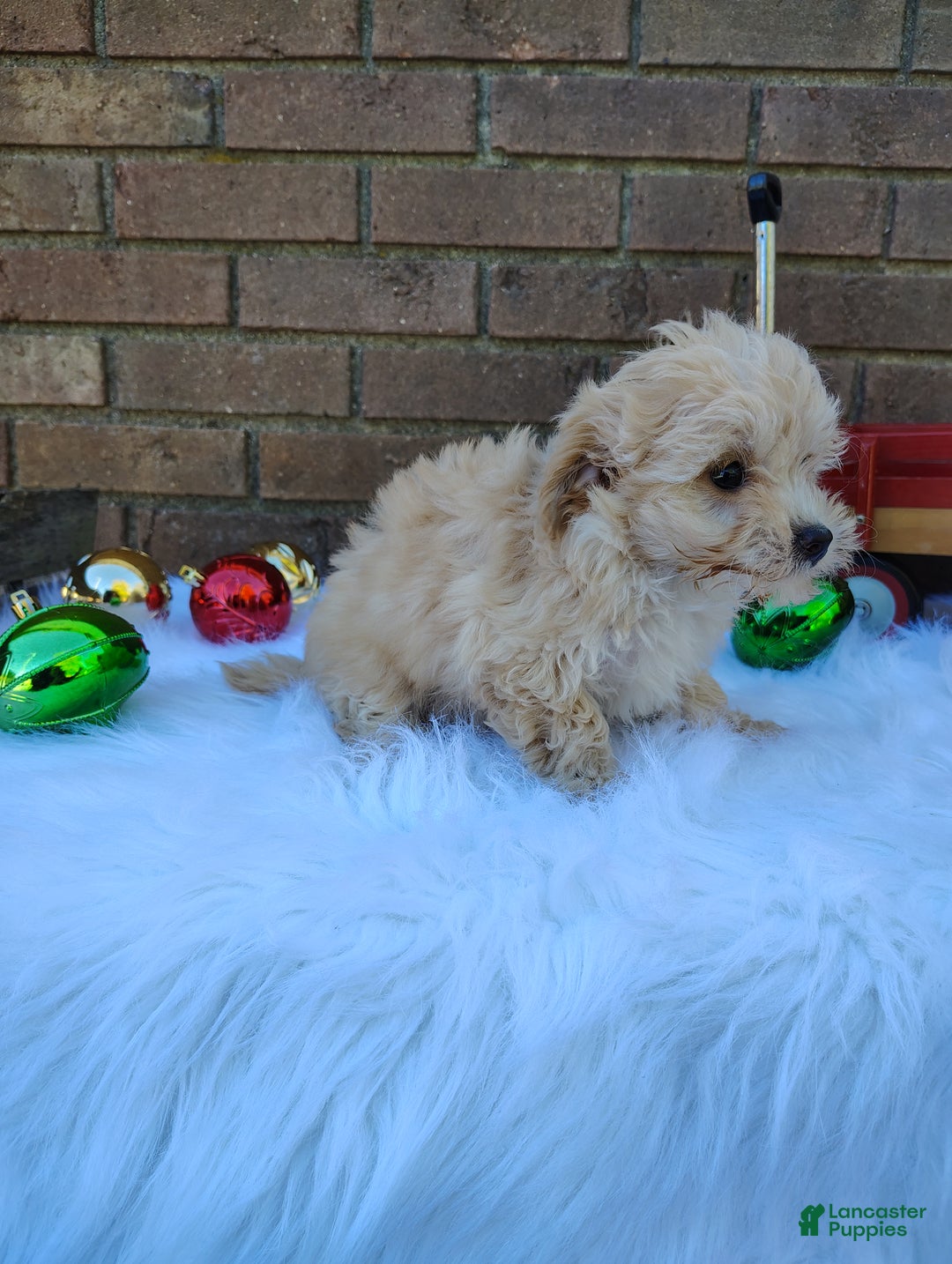 Chipoo dogs for sale: Nena - Ad 5