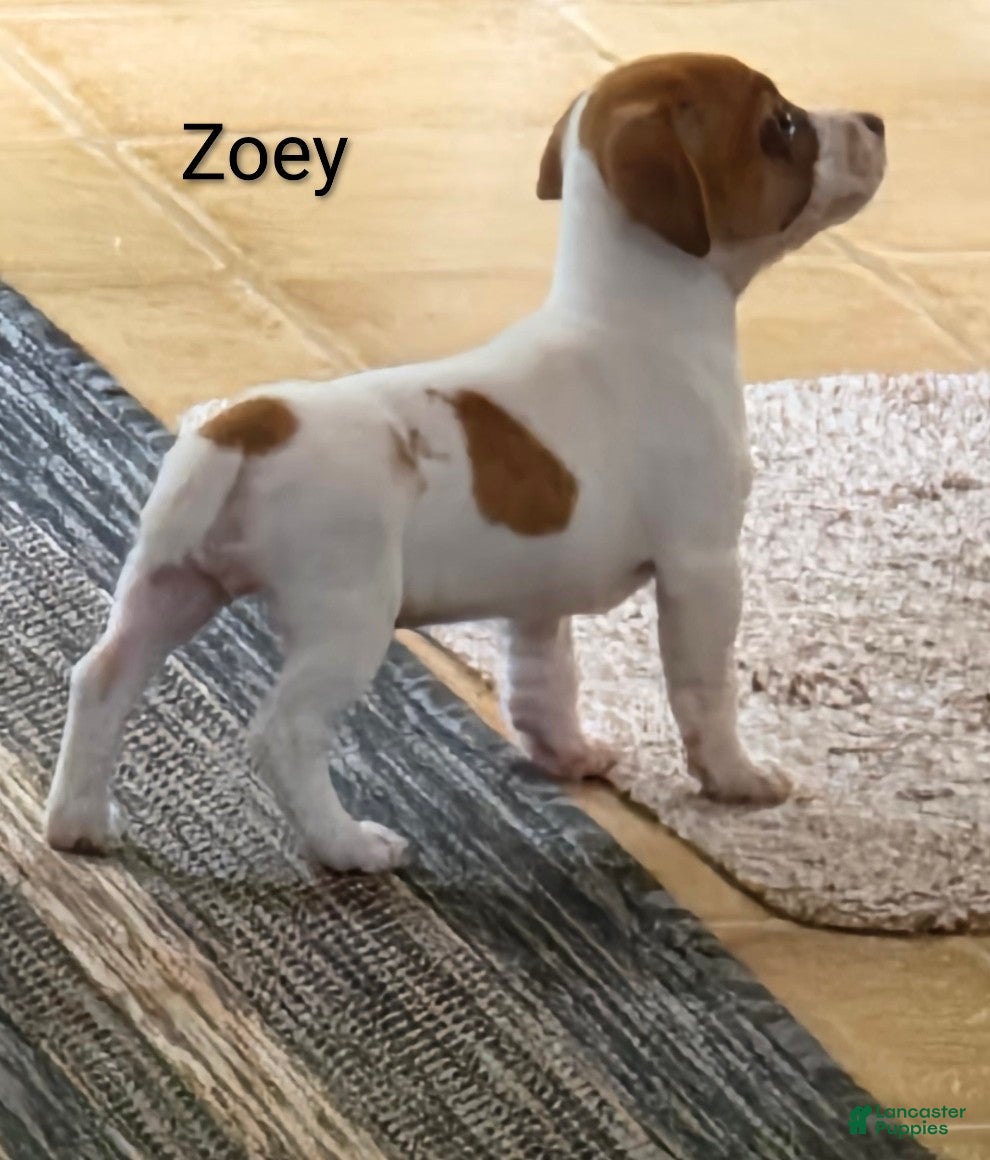 Jack Russell Terrier dogs Zoey  - Ad 1