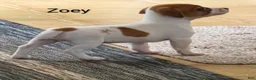 Jack Russell Terrier dogs for sale: Zoey  - Ad 1