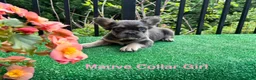 French Bulldog dogs for sale: Fluffy Blue Collar Boy - Ad 9