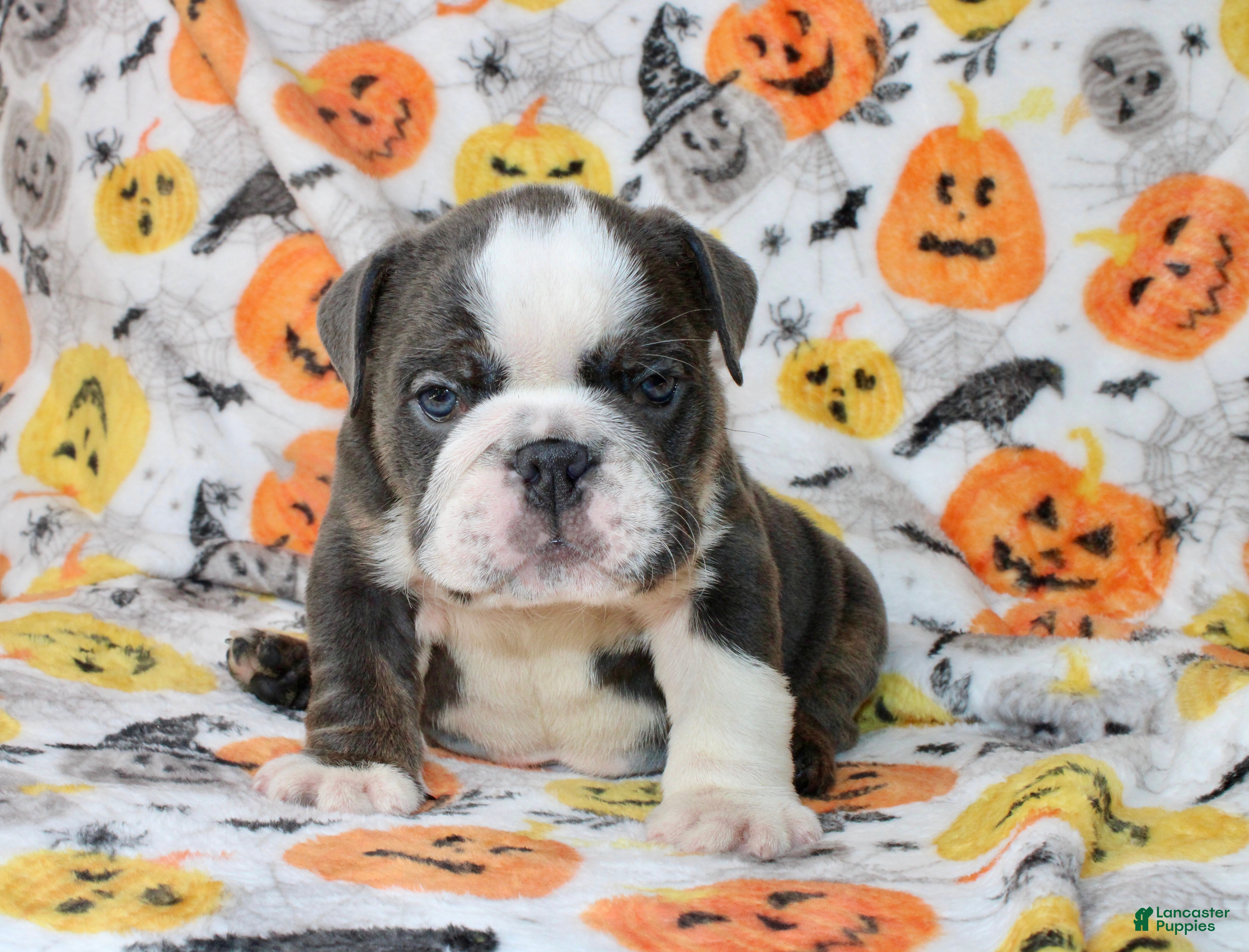 English Bulldog dogs for sale: Cody  - Ad 1