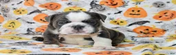 English Bulldog dogs for sale: Cody  - Ad 1