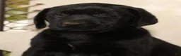 Labrador Retriever dogs for sale: Roger - Ad 9