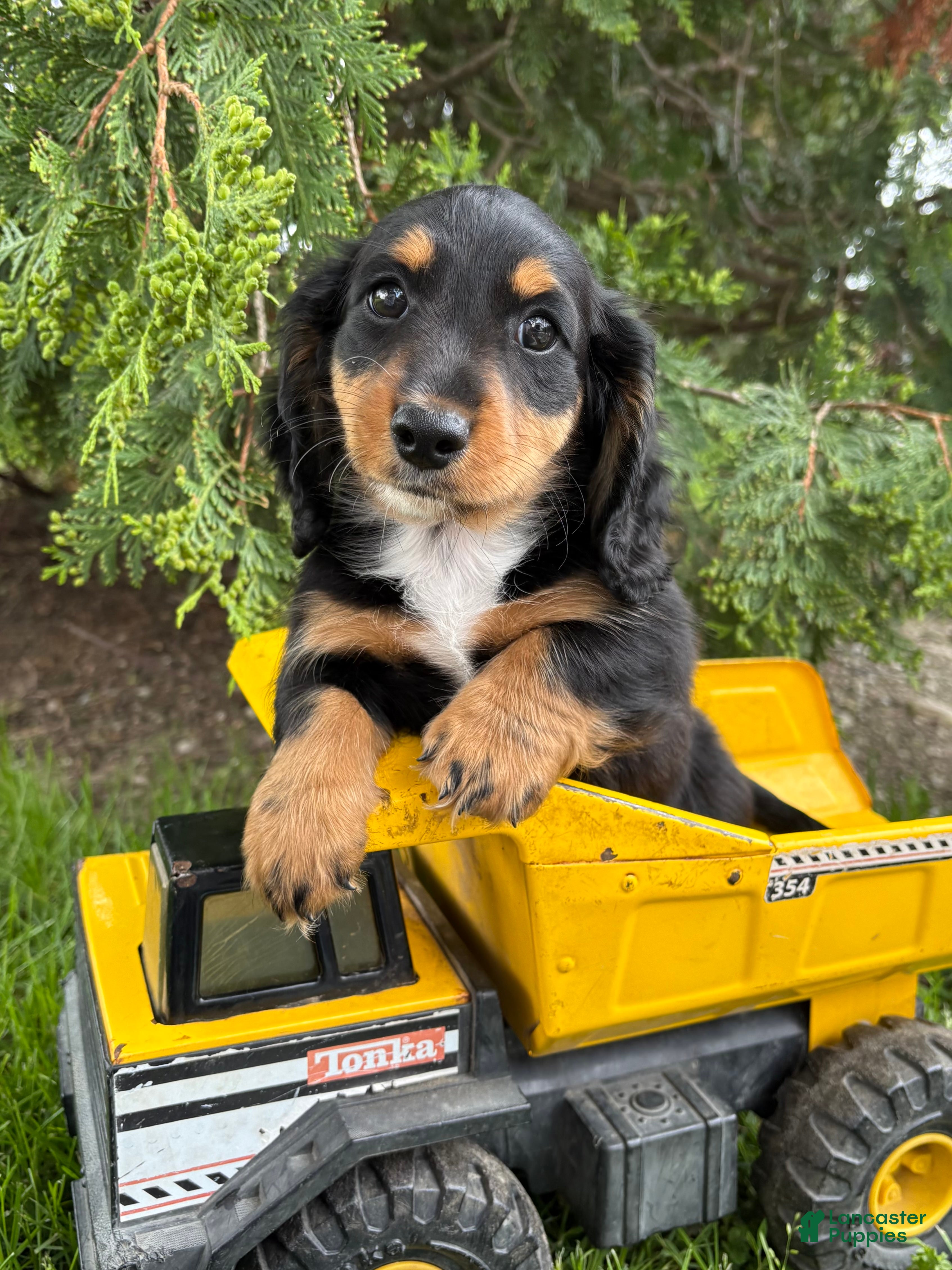 Dachshund dogs Hendrix - Ad 2