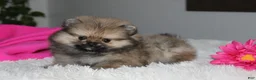 Pomeranian dogs for sale: Tiny Tessa - Ad 8