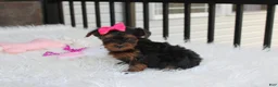 Yorkiepoo dogs for sale: Ella  - Ad 17