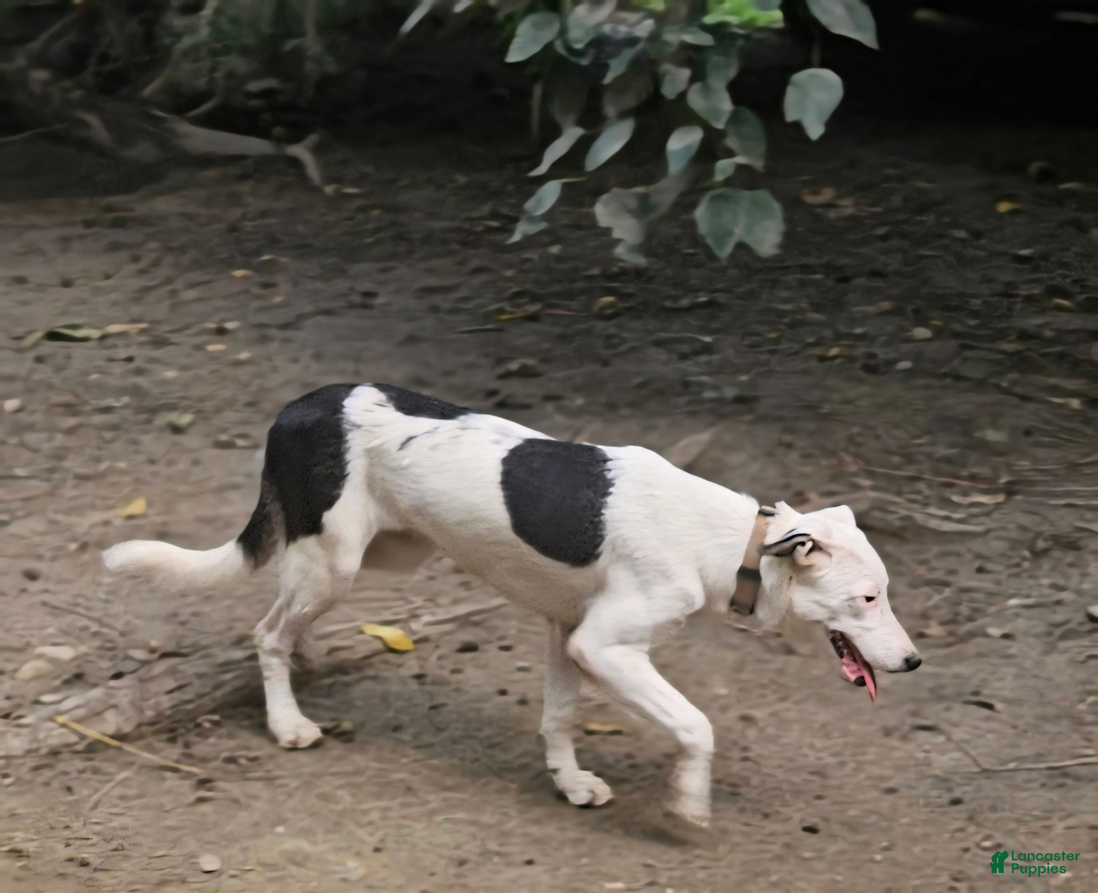 Border Collie dogs Dreami (Call-Text) - Ad 40