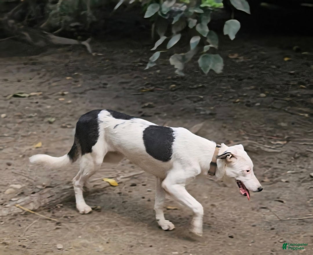 Border Collie dogs for sale: Dreami (Runt) - Ad 5