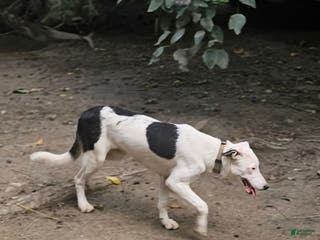 Border Collie dogs Dreami (Call-Text) - Ad 40