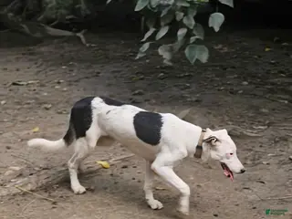 Border Collie dogs Dreami (Call-Text) - Ad 5