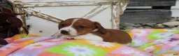 Miniature Dachshund dogs for sale: Mitch - Ad 3