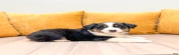 Miniature Australian Shepherd dogs for sale: Tommy - Ad 3