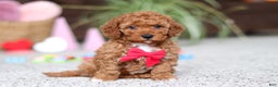 Cavapoo dogs for sale: Austin - Ad 3