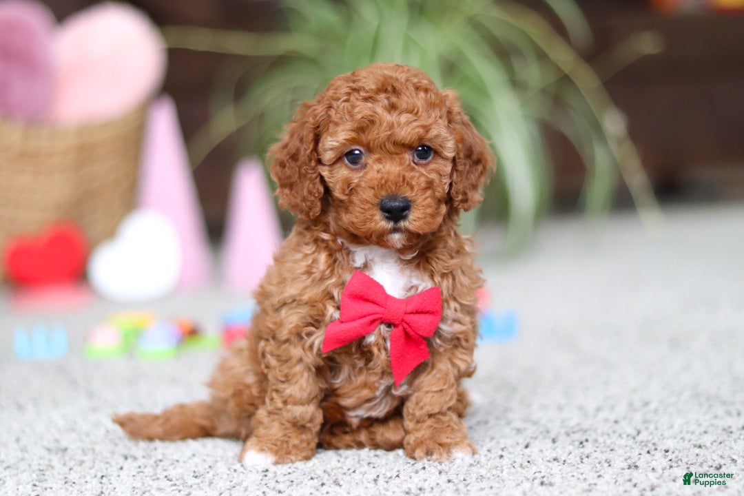 Cavapoo dogs for sale: Austin - Ad 3