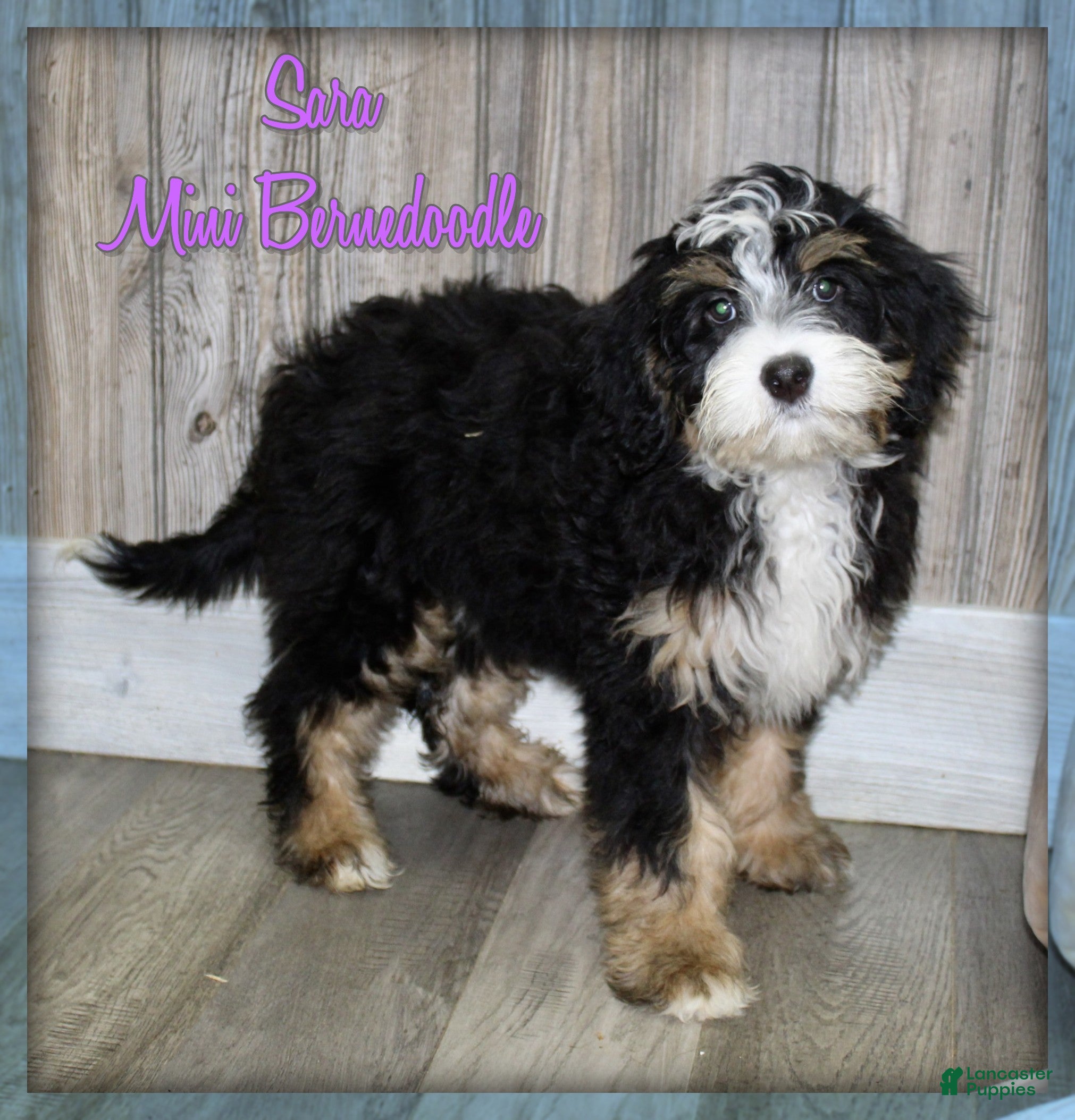 Mini Bernedoodle dogs Sara - Ad 1