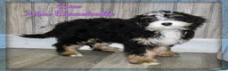 Mini Bernedoodle dogs for sale: Sara - Ad 1