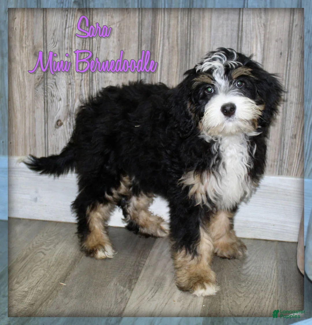 Mini Bernedoodle dogs for sale: Sara - Ad 1