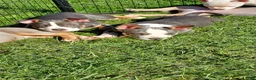 American Bully dogs for sale: American Bully 3 - Ad 13