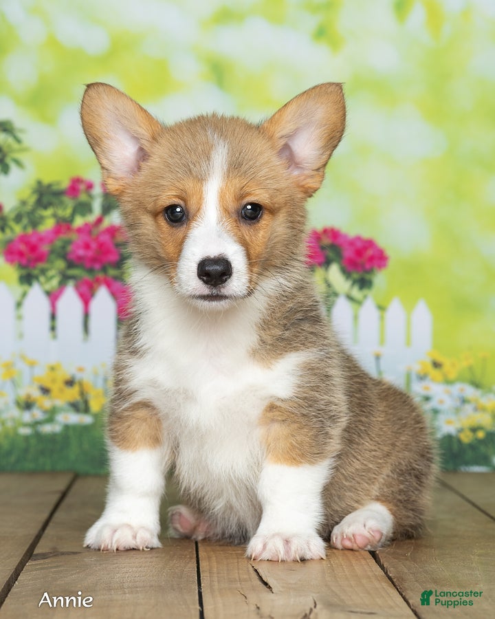Welsh Corgi Pembroke dogs Annie - Ad 2