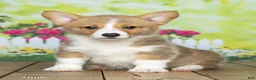 Welsh Corgi Pembroke dogs for sale: Annie - Ad 2