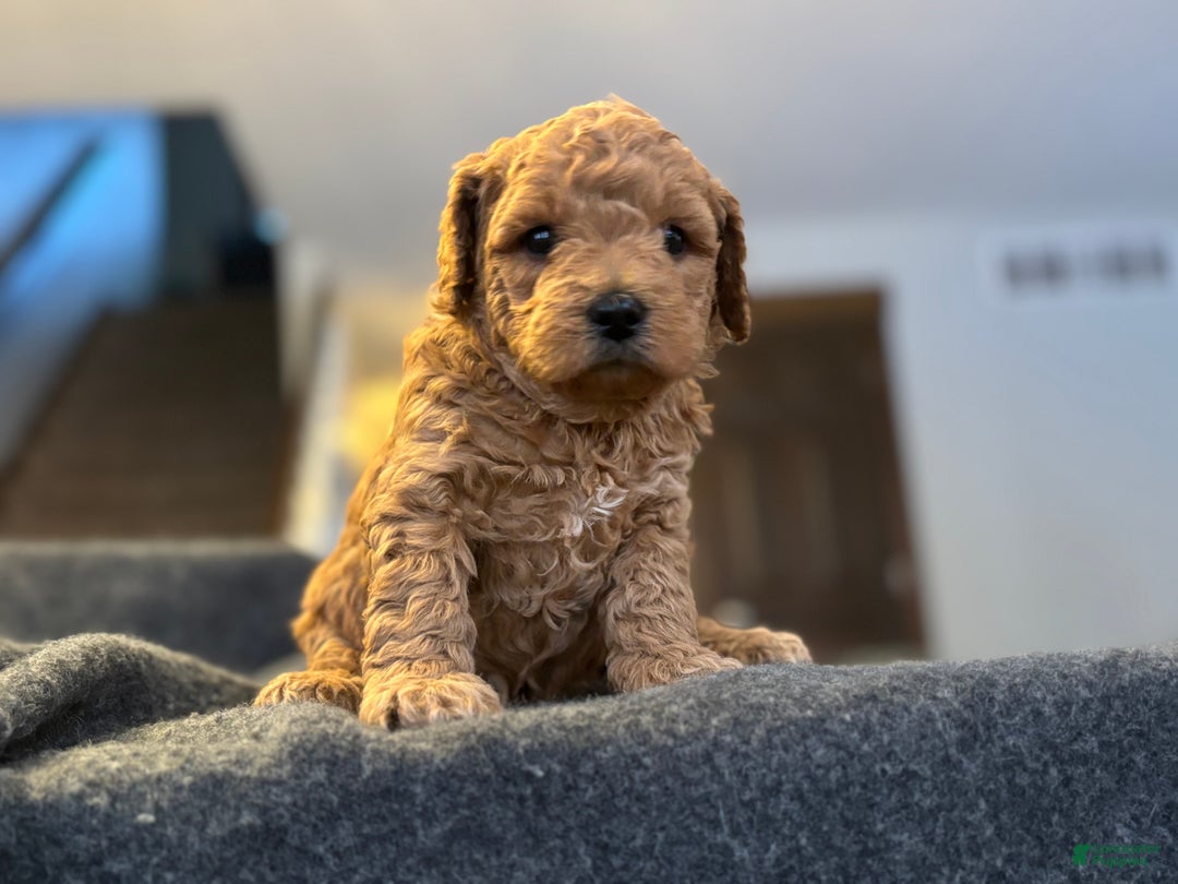 Goldendoodle dogs for sale: Yogi - Ad 5