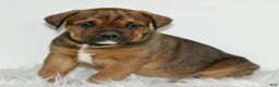 Mixed Breed dogs for sale: Duncan  - Ad 3