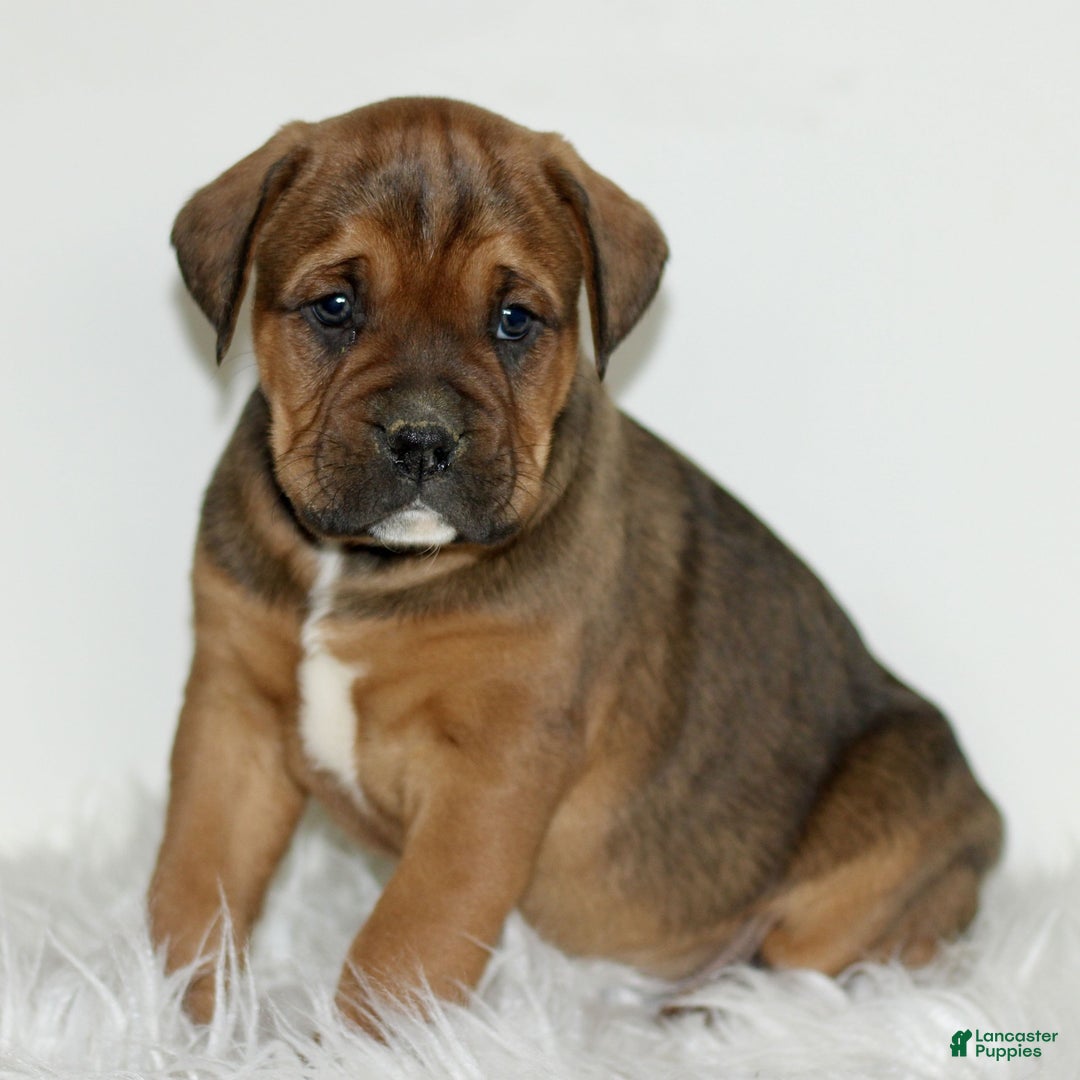 Mixed Breed dogs for sale: Duncan  - Ad 3