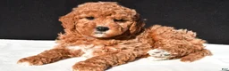 Mini Goldendoodle dogs for sale: Sophia - Ad 7