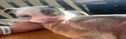 American Bully dogs for sale: American Bully 2 - Ad 5