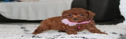 Bichpoo dogs for sale: Sugar - Ad 5