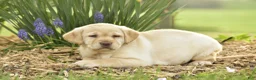 Labrador Retriever dogs for sale: Gemma- SPECIAL NEEDS - Ad 1