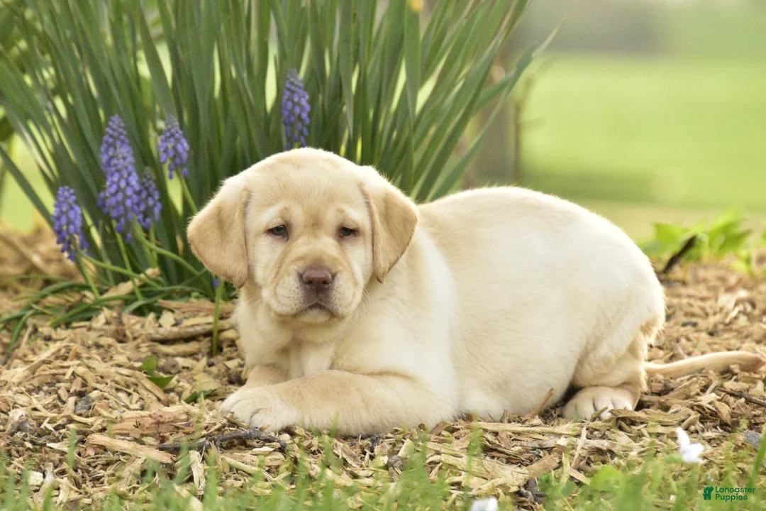 Labrador Retriever dogs for sale: Gemma- SPECIAL NEEDS - Ad 1