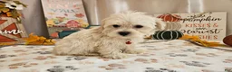 Maltipoo dogs for sale: Carlo Lynne - Ad 3