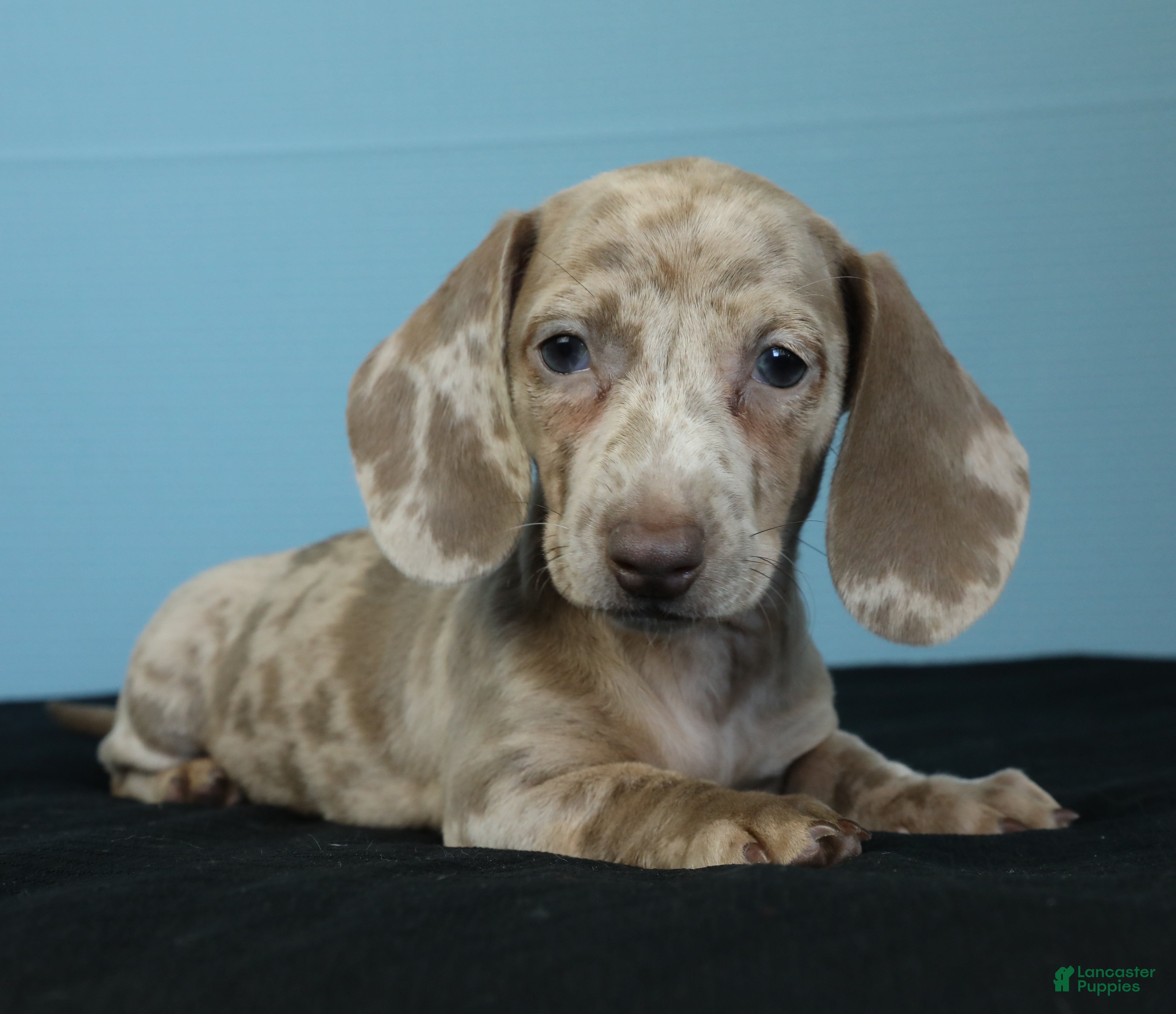Miniature Dachshund dogs Nina - Ad 1