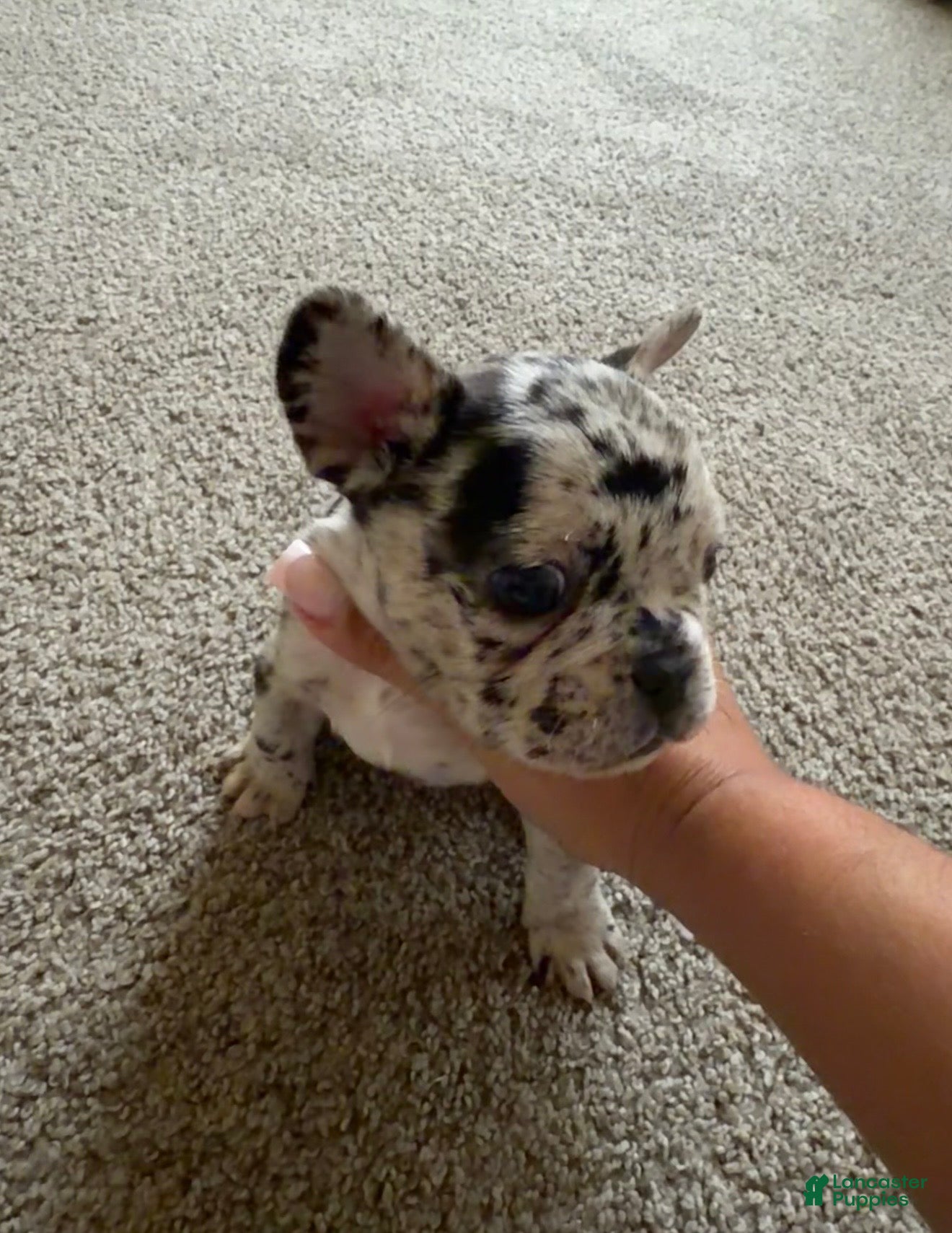 French Bulldog dogs French Bulldog 2 - Ad 30