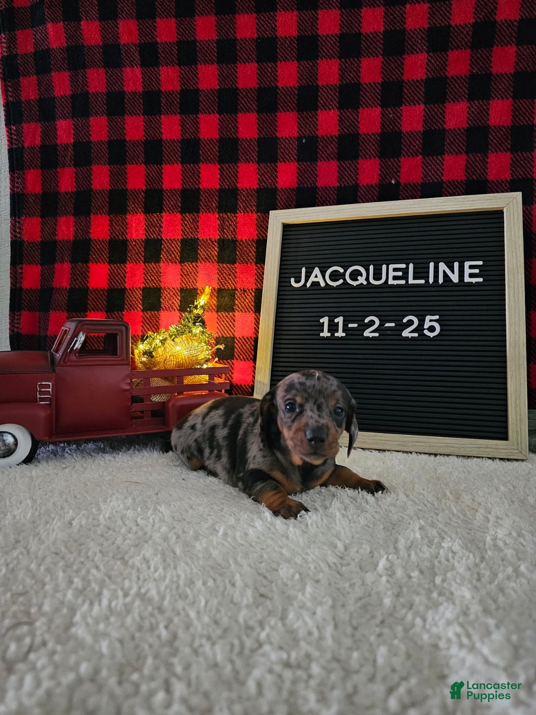 Miniature Dachshund dogs for sale: Jacqueline - Ad 5