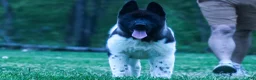 Akita dogs for sale: Olive - Ad 12