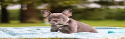 French Bulldog dogs for sale: Ollie - Ad 3