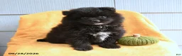 Pomeranian dogs for sale: Buddy - Ad 4
