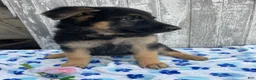 German Shepherd dogs for sale: Kaiser - Ad 3