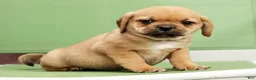 Puggle dogs for sale: Max - Ad 6