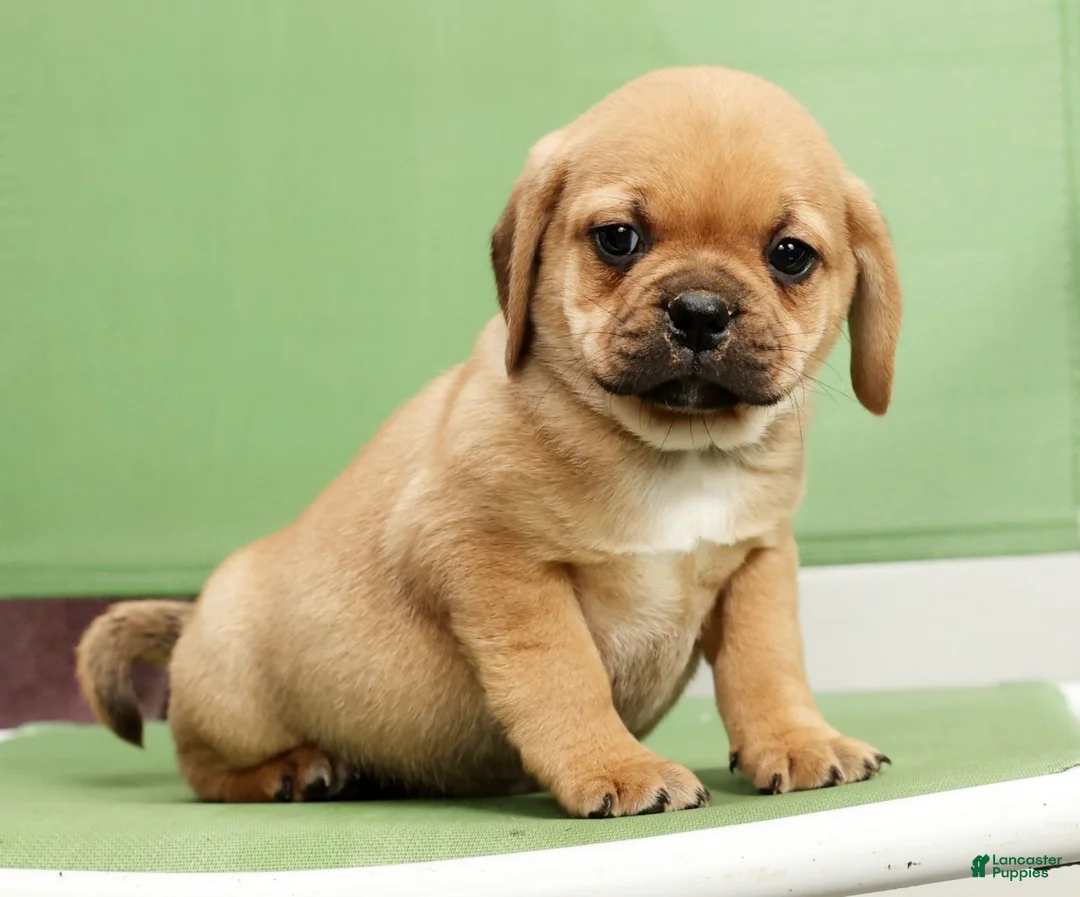 Puggle dogs for sale: Max - Ad 6