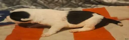 Border Collie dogs for sale: Halley - Ad 7