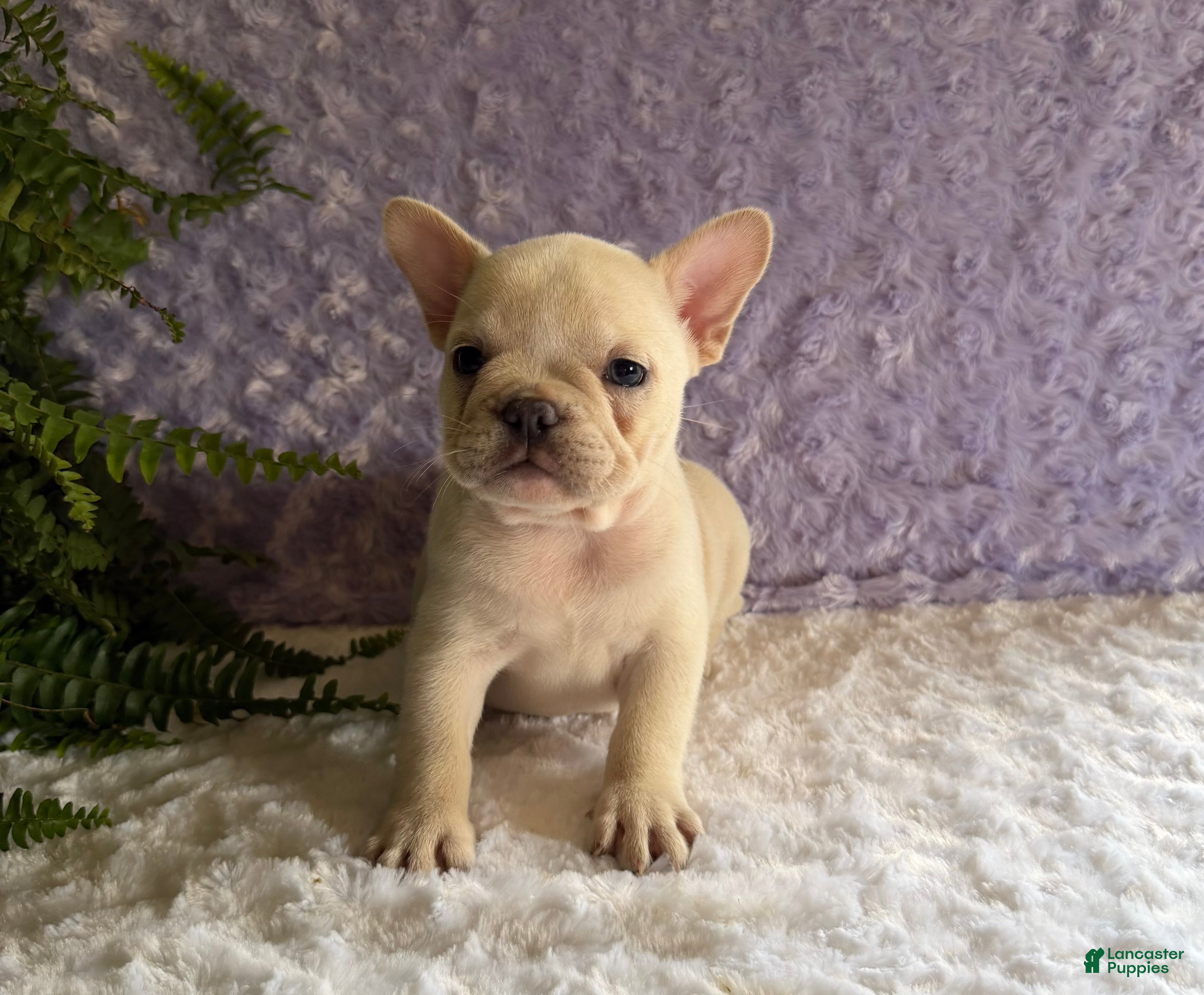 French Bulldog dogs Tea Cup - Ad 1