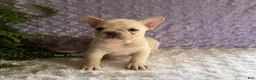 French Bulldog dogs for sale: Tea Cup - Ad 1